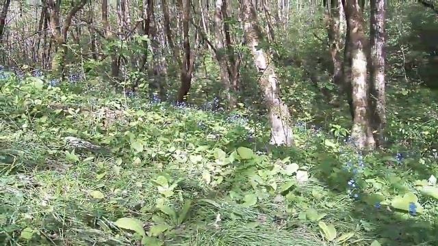 С книжечкой на полянке смотреть онлайн