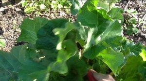 Цветоносы у ревеня