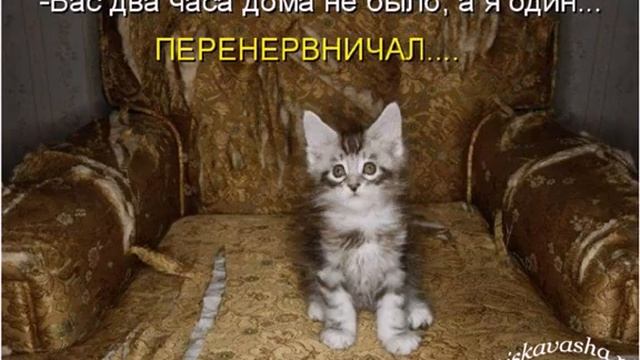 Прикол про кошек смотреть онлайн