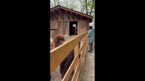 КАК МЫ КОРМИЛИ АЛЬПАКОВ