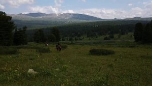 Галопом по...полям