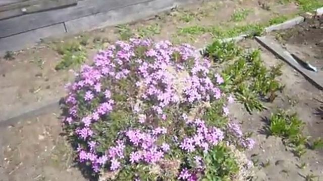 2042.  21 мая, многолетние первоцветики (ВПЛ)