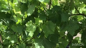 Виноград «Чёрный принц».35 лет в «строю»!Краткий обзор.