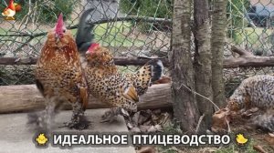 Идеальное птицеводство достойно восхищения 🐓🦆🦢🦚🦃🐔 эпизод (210)