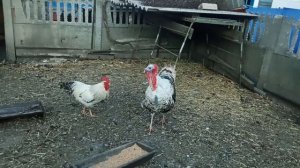 Петух против Индюка. Кто победит???