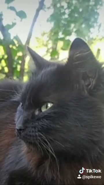 Тикток Снежок смотреть онлайн