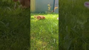 Красный той пудель Джентли Борн Унельма