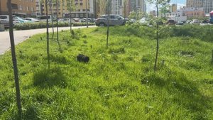 Прогулка и мультики