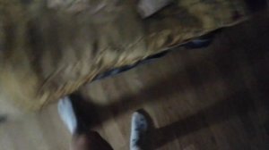 почему я хожу в трусах?