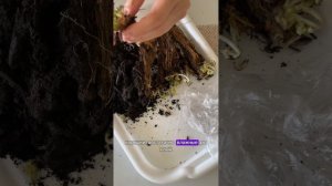 Выращиваю клубнику дома  #клубника #клубниканабалконе #выраститьклубнику #клубниканаподоконнике