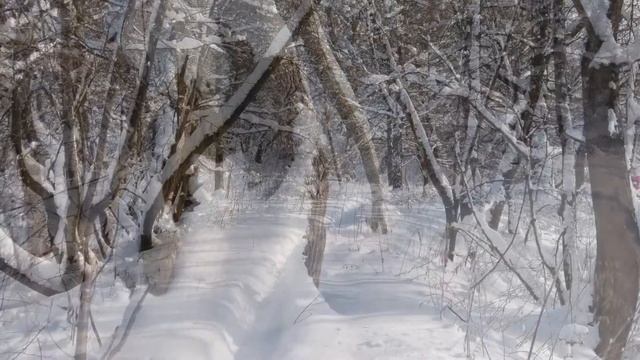 Зима Парк Кузьминки Февраль 2018г  mp4 ч 1