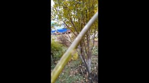 2024 Грецкий орех в Удмуртии