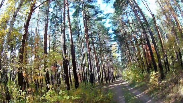 Пробежка по осеннему лесу.