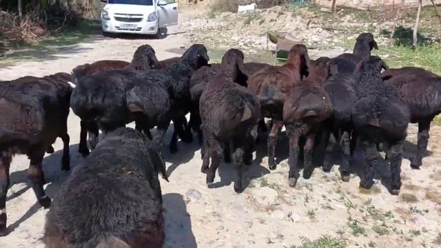 160  Гиссар кошкарлар 3 айлык 17 бас  99 123 46 66