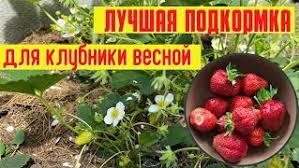 Чем подкормить клубнику!