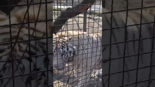 Большие котики Тайгана! смотреть онлайн