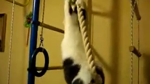 Вика-канатолазец смотреть онлайн