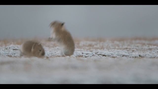 В поисках снежного барса смотреть онлайн