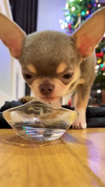 Щенок чихуахуа пьёт #shorts смотреть онлайн