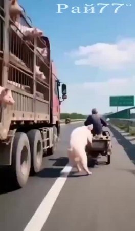 Свиноматка сбежала из клетки и скрылась на мотороллере