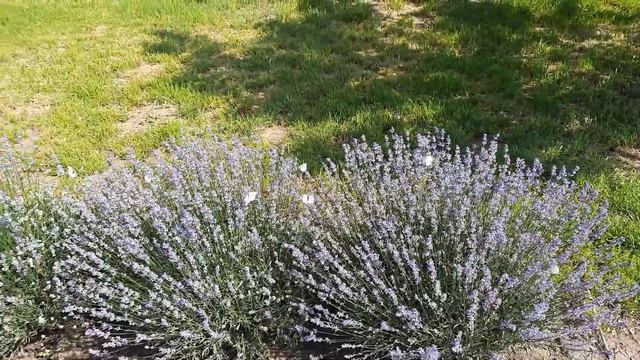 Болгария. Сад моего брата в цвету. смотреть онлайн