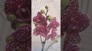 Орхидея Дикий Кот 😼🐾 Азия/Голландия ОТЛИЧИЕ