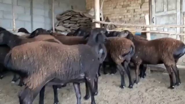 Саулык койлар 😍😍😍😍на оценку смотреть онлайн