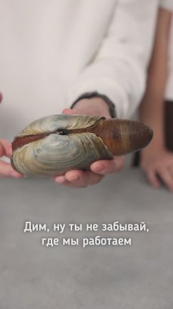 Гуидак моллюск с необычным внешним видом!