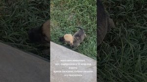 щенок ищет дом
