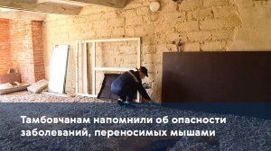 Тамбовчанам напомнили об опасности заболеваний, переносимых мышами