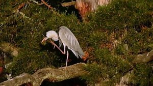 Красавицапля