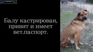 Волонтеры ищут хозяев