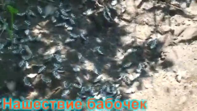 Камчатка 201З ГОДверсия Кревеги Ю И смотреть онлайн