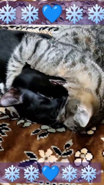 Большой секрет для маленькой для маленькой такой компании+ песня Никитины смотреть онлайн