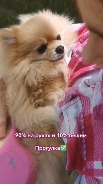 У Вас такие же прогулки? #собака #шпіц #шпиц #cat #люблюживотных #шпицбаку #юмор смотреть онлайн