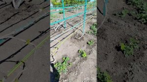 Безопасность на дороге май 2025 год.mp4
