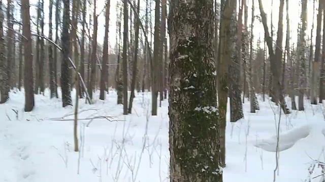 Прогулка в лесу 3/Разходка в гората 3/Walk in the forest 3  13.03.2023  #лесопарк #природа #весна