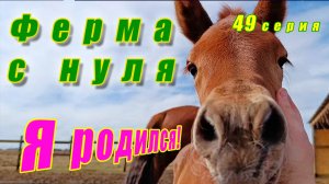 Родился жеребёнок! А следом на ферме родились козлята у Добби! Знакомимся с новыми обитателями.