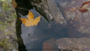 Леса звучат как гимн свободе вместе с этим треком - No One Cares -- Mise Darling -- Rebel