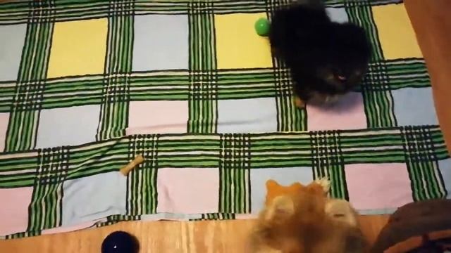 Щенки шпица смотреть онлайн