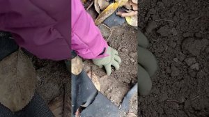 Как подготовить яму для поздней посадки пионов
