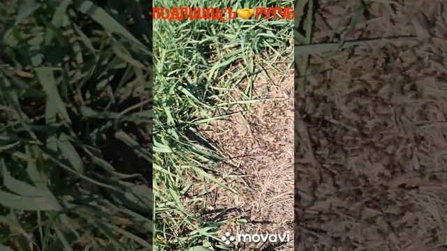 1000007001.mp4. 🔥🐜🐜МУРАВЕЙНИК🐜🐜🔥🖋️🚀🖋️🚀