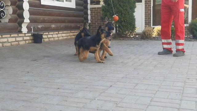 Продажа щенков немецкой овчарки.