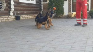 Продажа щенков немецкой овчарки.