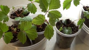 Астильба из семян. Рассада готова к высадке.