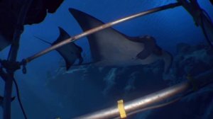 Подводный мир WORILDS на  PleyStation VR