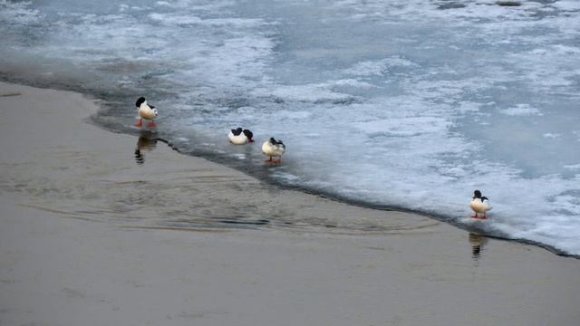 Птички-большие крохали тоже и Милый смотреть онлайн