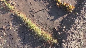 Всходы шести сортов салата