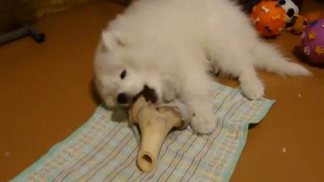 Я и косточка смотреть онлайн