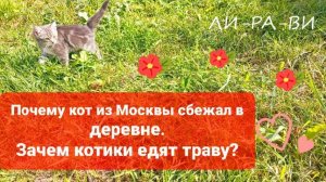 Зачем котики едят траву?😺 Кот из Москвы сбежал в деревне,почему?😺😺😺